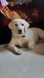 Labrador 5 months