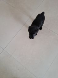 47 days old labrador retriever looking for new home. As im shifting t