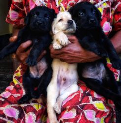 Labrador retriever puppies | kottayam |changacherry | thengana