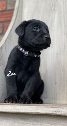 Black lab pupppies in wv