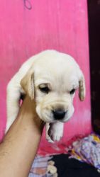 Labrador puppies sale