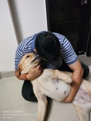 8 months old healthy labrador female