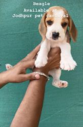 All types of dogs available live stock