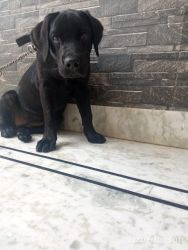 Labrador Retriever Black female Dog (Bitch) 6 Months Old