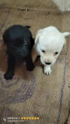 Top quality KCI registered Labrador puppy available for sale