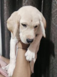 All types dogs for sale in kota