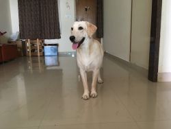 Want to sell my 8 months female Labrador