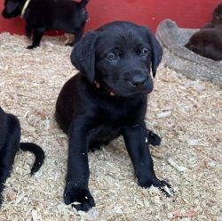 AKC Labrador Puppies