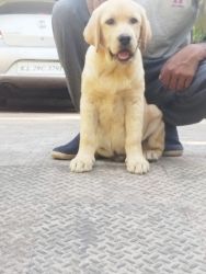 Champion BOLD puppies available