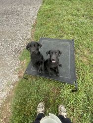 AKC black lab puppies