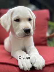 Yellow Labrador puppy Orange