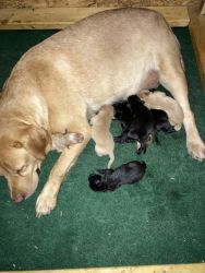 English Lab puppies for sale
