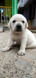 Heavy born Labrador retriever puppy for sale