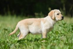 Lab puppy sell