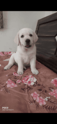 Cute Labrador female puppy