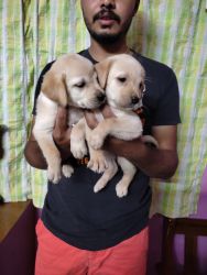 Labrador Female and Male puppies