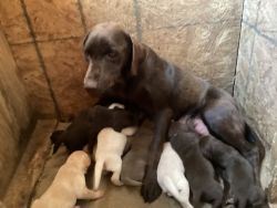 Puppies for sale in Quincy Michigan