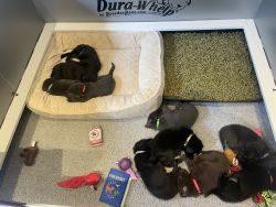 AKC Labrador Retriever Puppies!