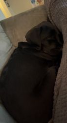 Lab mix for sale
