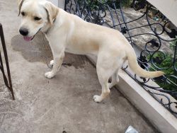 Best double bone 1 year Labrador dog