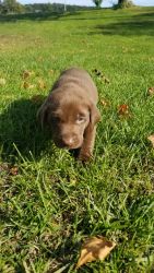 Chocolate/silver female Labrador puppy