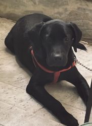 Labrador dog for sale in Delhi very smart and homely