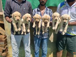 Show Quality Labrador Puppies Available