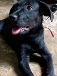 Black lab female puppy for sale