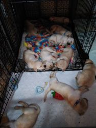 AKC registered yellow labs