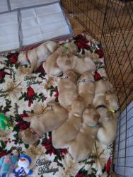 5 week old lab puppies looking for their forever homes