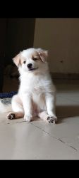 Labra female 4 months old very playfull and active tained