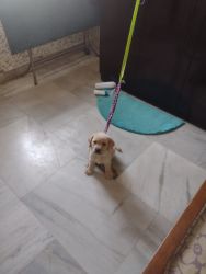 Immediate selling of Labrador Puppy