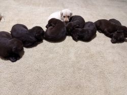 Pure Bred Lab Puppies
