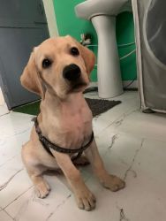 Labrador puppy (3 month