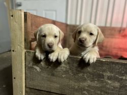 AKC Labrador puppies
