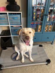 Service dog trained 18 month old lab