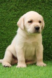 Labrador puppy available best quality