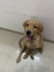 Golden Labrador 4 months plus