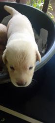Lab puppies and lab male female for sale low rate