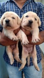 Rk -pets-velachery All puppies available location Chennai