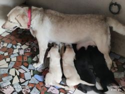 Good quality Labrador puppies for sale in Tambaram
