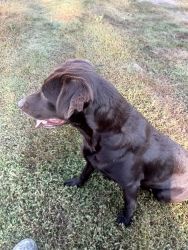 Rehoming AKC registered chocolate lab