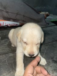 4 labra puppies for sale