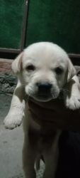 Labrador retriever for selling