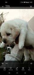 Labrador puppies available -xxxxxxxxxx