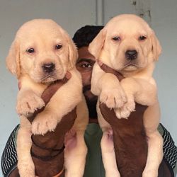 Labrador Puppies male and female available top quality puppies