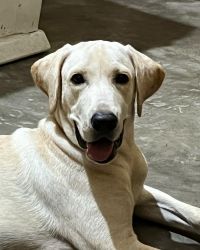 A good quality labrador puppy of 7 months on sell
