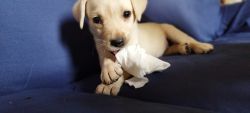 30 days old Labrador for adoption in Bangalore