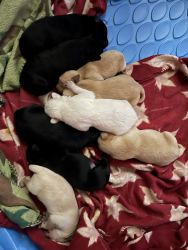 AKC LAB PUPPIES, Just in time for Christmas