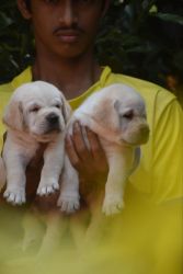 Good quality lab puppies for sale
